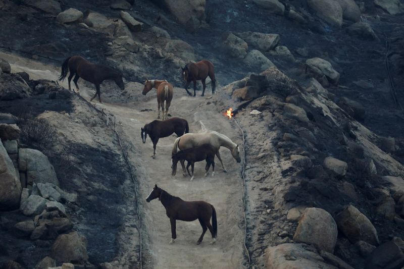 As California wildfire rages, volunteers help rescue horses, livestock