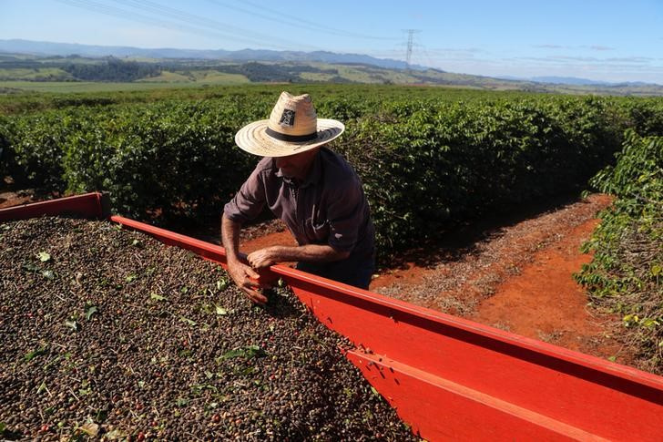 &copy; Reuters. Imagen de archivo de un trabajador supervisando los granos de café recolectados en una plantación en Sao Joao da Boa Vista, Sao Paulo, Brasil.