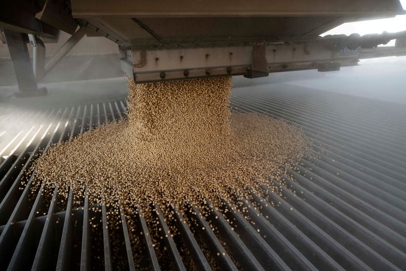 &copy; Reuters. Imagen de archivo de porotos soja siendo descargados en una tolva del elevador durante la temporada de cosecha en las instalaciones del elevador de granos Deerfield AG Services en Massillon, Ohio, Estados Unidos. 7 de octubre, 2021. REUTERS/Dane Rhys/Arch