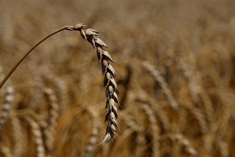 &copy; Reuters. FILE PHOTO: A ear of wheat is seen in a field in the village of Zhurivka, as Russia's attack on Ukraine continues, Ukraine July 23, 2022.  REUTERS/Valentyn Ogirenko/File Photo