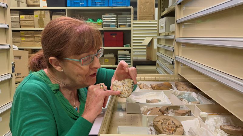 &copy; Reuters. La profesora Kate Trinajstic de la Escuela de Ciencias Moleculares y de la Vida de la Universidad de Curtin inspecciona fósiles de peces que datan de hace 380 millones de años en el Museo de Australia Occidental en Perth, Australia. 8 de septiembre de 2