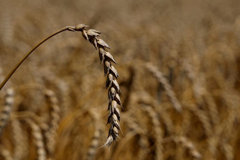 &copy; Reuters. FILE PHOTO: A ear of wheat is seen in a field in the village of Zhurivka, as Russia's attack on Ukraine continues, Ukraine July 23, 2022.  REUTERS/Valentyn Ogirenko//File Photo