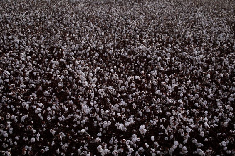 &copy; Reuters. Plantação de algodão no Brasil. REUTERS/Ricardo Moraes