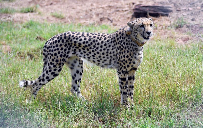 © Reuters. A cheetah is seen after India's Prime Minister Narendra Modi released it following its translocation from Namibia, in Kuno National Park, Madhya Pradesh, India, September 17, 2022. India's Press Information Bureau/Handout via REUTERS