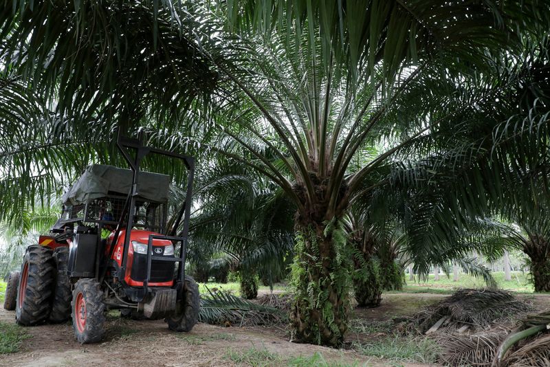 Analysis: Asian farmers plant to boost palm oil production, seedling shortage slows pace