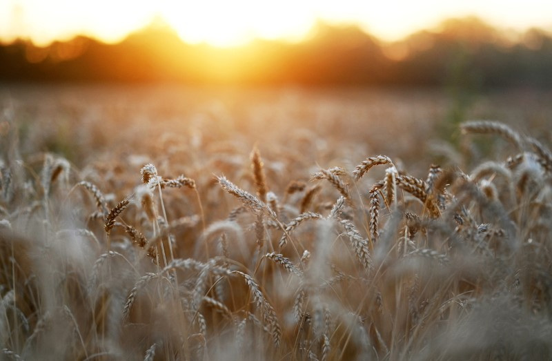 &copy; Reuters. FILE PHOTO: Ears of wheat are seen on sunset in a field in Rostov Region