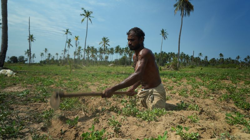 &copy; Reuters.  　経済危機に陥っているスリランカで、少数民族タミル人のシンガラム・スーサイヤムスさん（４４）は炎天下、借りているピーナツ畑の手入れにいそしんでいた。インフレで多くの生活