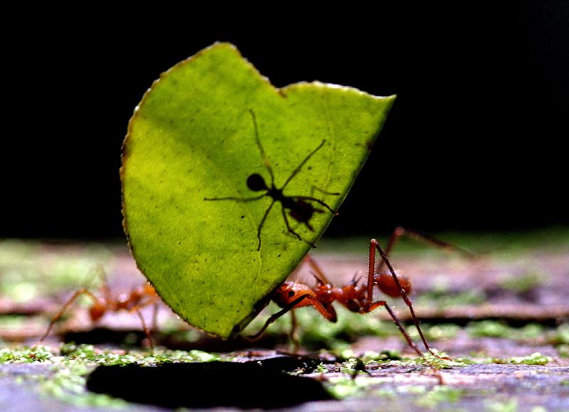 &copy; Reuters. FOTO DE ARCHIVO: Una hormiga cortadora de hojas (Atta cephalotes) lleva una hoja con otra hormiga en la estación biológica La Selva en Sarapiquí, a 129 km al norte de San José, Costa Rica. 

Ene 12, 2006. REUTERS/Juan Carlos Ulate/