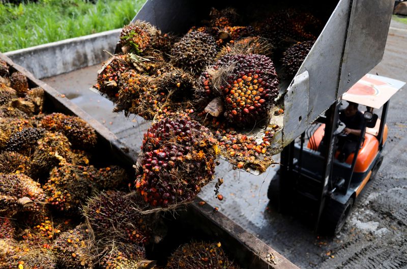 &copy; Reuters. Cachos de frutas de palma na Malásia. REUTERS/Hasnoor Hussain