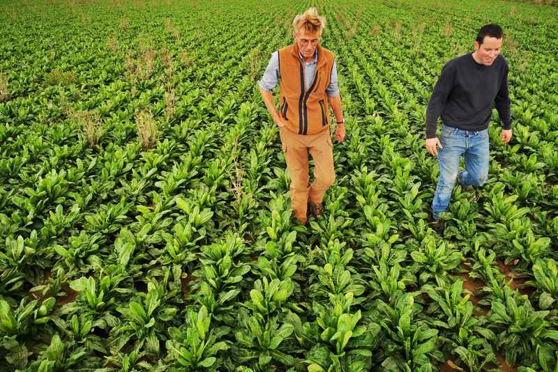 &copy; Reuters. Endive farmers Emmanuel Lefebvre and Christophe Mazingarbe walk in a field of endive plants in Bouvines, France, September 15, 2022. REUTERS/Ardee Napolitano