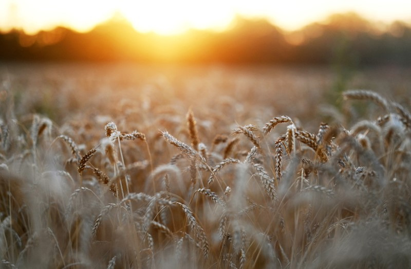 &copy; Reuters. IMAGEN DE ARCHIVO: Espigas de trigo al atardecer en un campo cerca del pueblo de Nedvigovka en la región de Rostov, Rusia