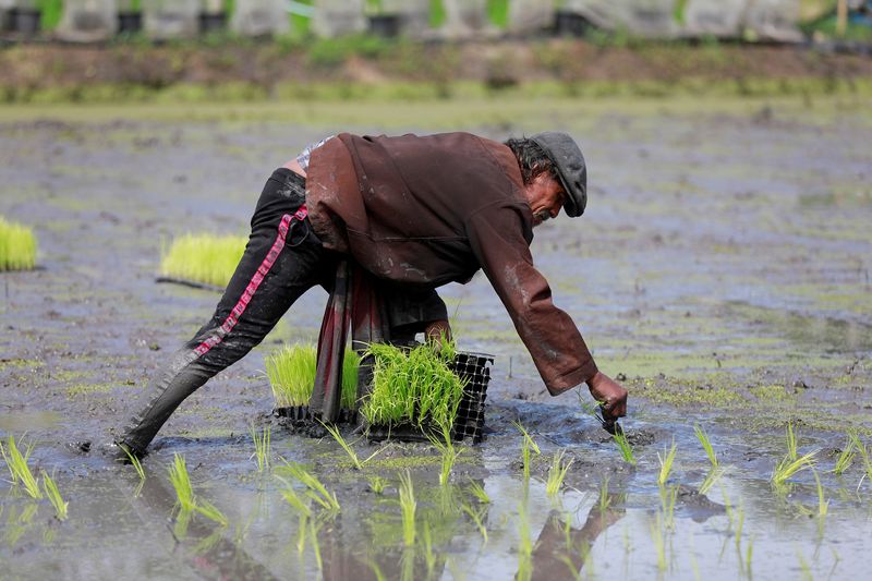 &copy; Reuters. Agricultor planta arroz em Bangkok
28/08/2018
REUTERS/Soe Zeya Tun