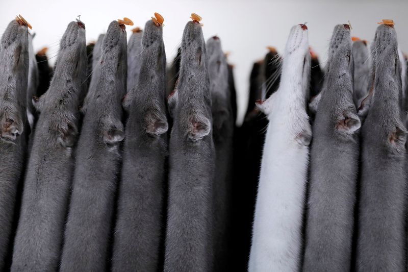 © Reuters. FILE PHOTO: Mink pelts are seen stored at Danpels, a mink pelting company, during the outbreak of the coronavirus disease (COVID-19) in Aars, Jutland, Denmark, December 11, 2020. REUTERS/Andrew Kelly
