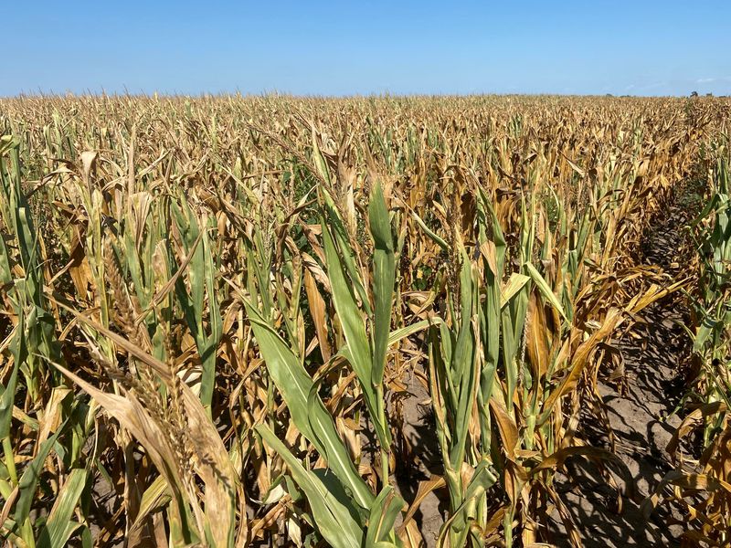 &copy; Reuters. FOTO DE ARCHIVO: Un campo de maíz en plena sequía en Nebraska, Estados Unidos, el 22 de agosto de 2022. REUTERS/Karen Braun