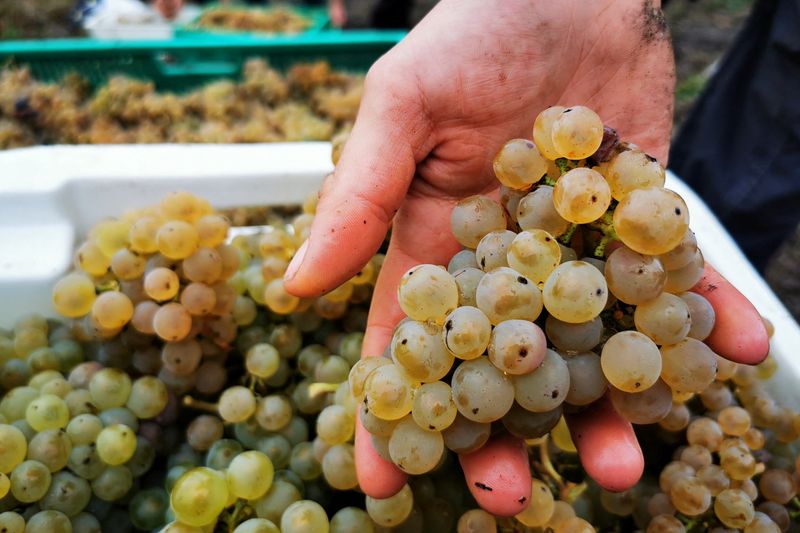 Les vignes des bassins miniers du Pas-de-Calais profitent des hausses de températures