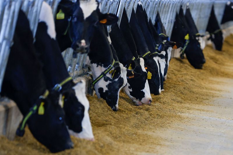 &copy; Reuters. Vacas se alimentando de ração na Itália. REUTERS/Guglielmo Mangiapane