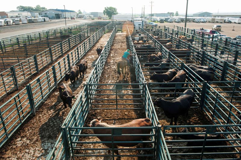 &copy; Reuters. FILE PHOTO: Cows are sorted into pens for a livestock auction in Dickinson, North Dakota, U.S. August 17, 2017. Many ranchers in the area have sold off more animals than usual to combat high feed costs after a summer-long drought.  REUTERS/Andrew Cullen/F