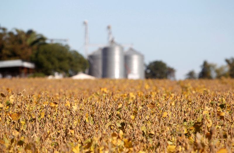 &copy; Reuters. Plantação de soja em San José. REUTERS/Andres Stapff/File Photo