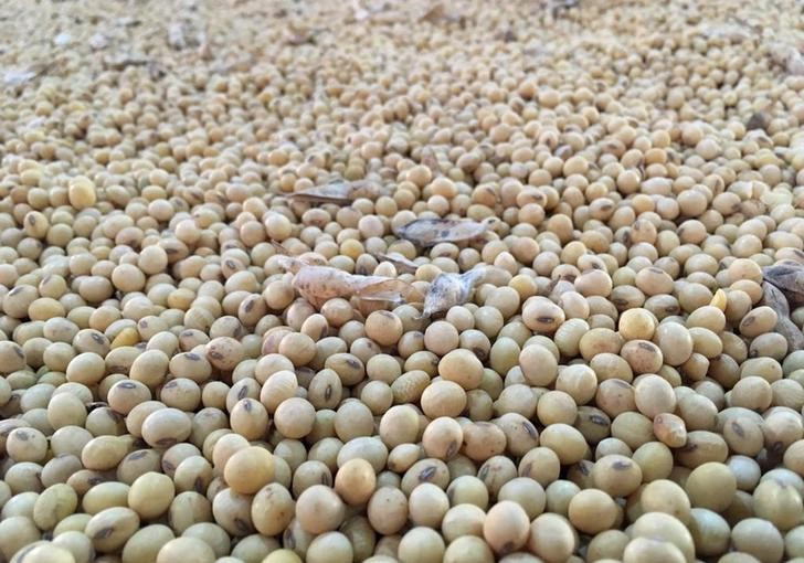 &copy; Reuters. Imagen de archivo de semillas de soja en Río Verde, estado de Goias, Brasil.