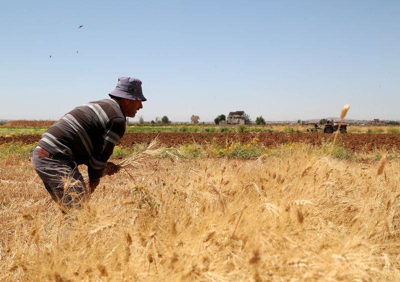 &copy; Reuters. Plantação de trigo na Síria. REUTERS/Yamam al Shaar/File Photo