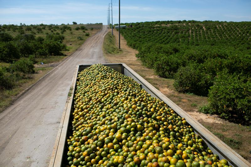 &copy; Reuters. FILE PHOTO: A truck filled with oranges is seen during a harvest at a farm in Lake Wales, Florida, U.S., April 1, 2020. Picture taken April 1, 2020. REUTERS/Marco Bello