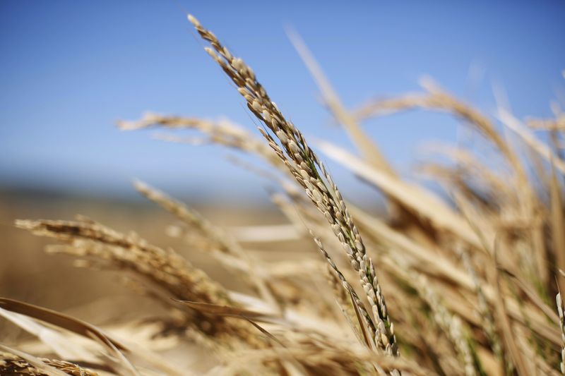 &copy; Reuters. Plantação de trigo. REUTERS/Baz Ratner (ISRAEL - Tags: AGRICULTURE ENVIRONMENT BUSINESS)