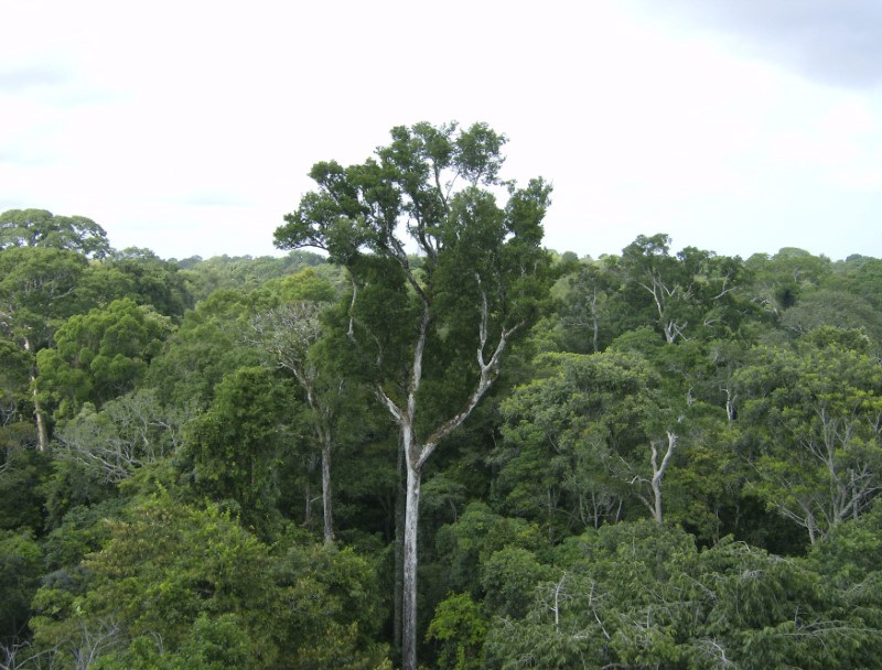 &copy; Reuters. Floresta no Brasil.   REUTERS/NASA/JPL-Caltech/Handout 
