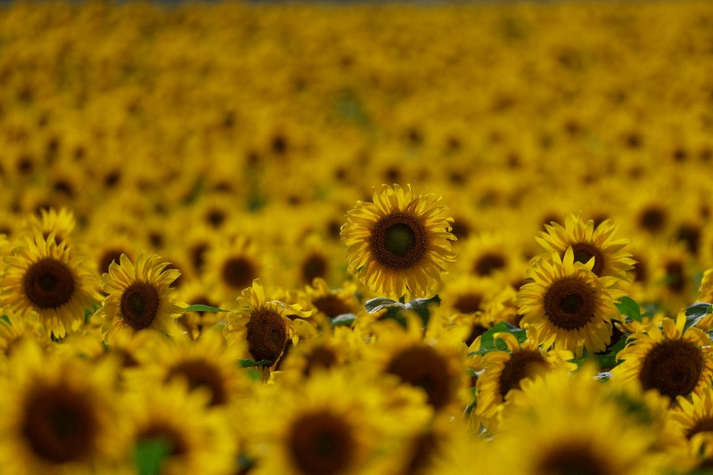 &copy; Reuters. Plantação de girassol
8/08/2022
REUTERS/Valentyn Ogirenko