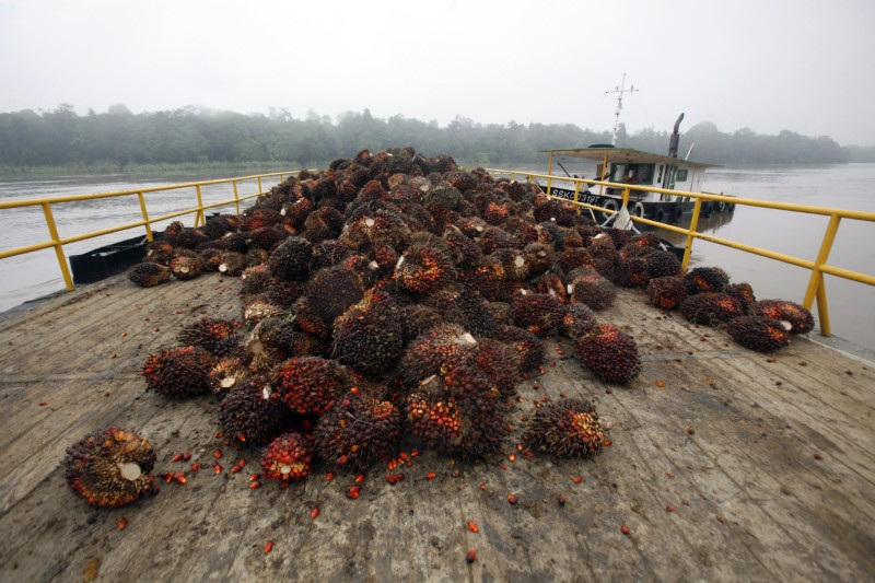 &copy; Reuters. Frutos de palma antes de processamento na região do rio Kinabatangan, em Sabah, Malásia 
19/02/2009
REUTERS/Bazuki Muhammad