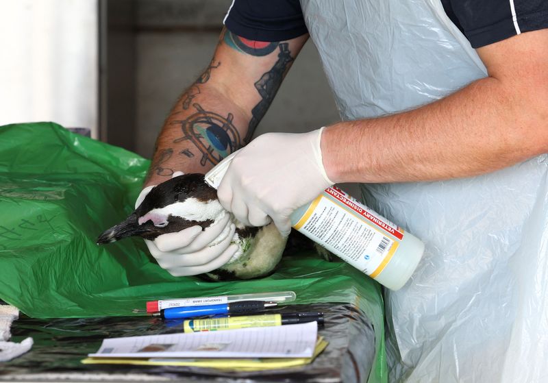 More penguins dying from avian flu at Cape Town's Boulders beach colony