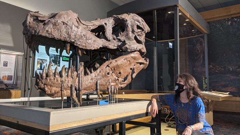 What caused holes in Sue the T. rex's jawbone? Scientists are stumped