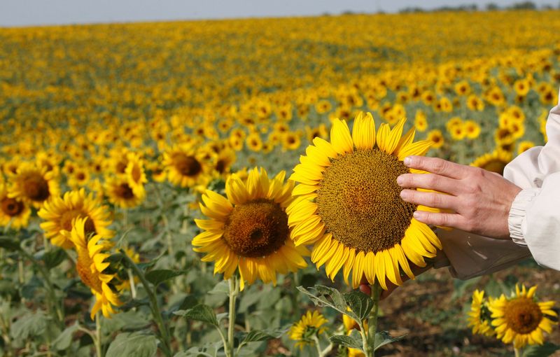 &copy; Reuters. FOTO DE ARCHIVO. Un campo de girasoles en el camino a la ciudad rusa de Rostov del Don