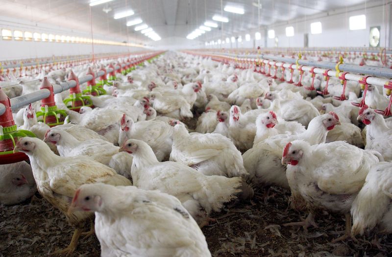 &copy; Reuters. FOTO DE ARCHIVO. Pollos esperan a ser alimentados en una granja avícola en Burgos, Castilla y León, España. 8 de noviembre de 2005. REUTERS/Félix Ordóñez