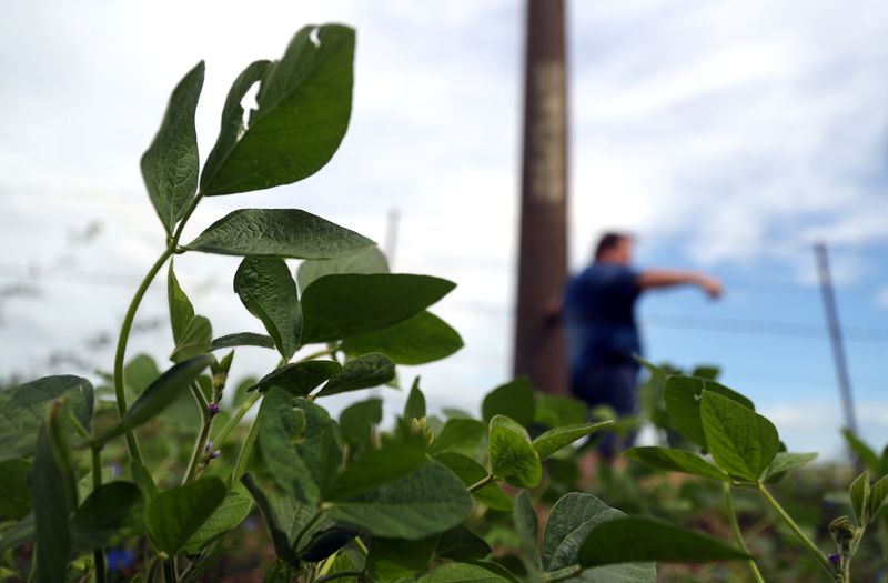 © Reuters. Foto de archivo: una planta de soja es retratada en un campo cerca de Norberto de la Riestra, Argentina. 8 ene, 2019. Foto de archivo. REUTERS/Marcos Brindicci