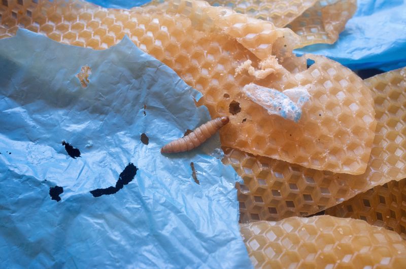 &copy; Reuters. A wax worm, moth larva that eats wax made by bees to build honeycombs, is seen in a laboratory at the Spanish National Research Council (CSIC) in Madrid, Spain in this undated handout photograph obtained by Reuters on October 4, 2022. New research shows t