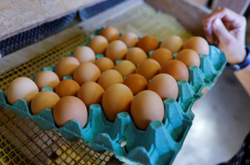 &copy; Reuters. A farmer collects eggs at an organic poultry farm in Corcoue-sur-Logne, France, April 13, 2022. Picture taken April 13, 2022. REUTERS/Stephane Mahe