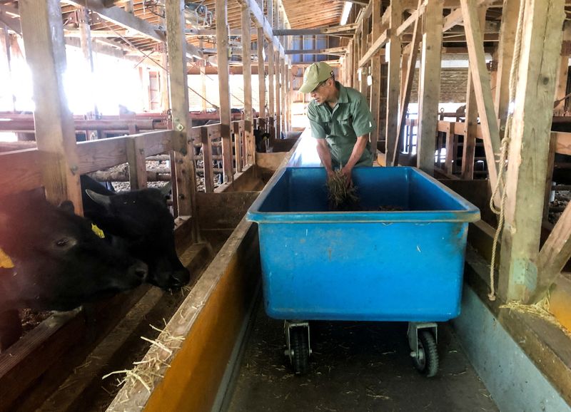 &copy; Reuters. FILE PHOTO: Farmer Kiyoharu Hirao, 73, feeds wagyu cattle at his farm in Yamagata, northern Japan May 10, 2022. Picture taken May 10, 2022. REUTERS/Daniel Leussink/File Photo