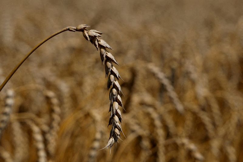 &copy; Reuters. Plantação de trigo na Ucrânia.  REUTERS/Valentyn Ogirenko//File Photo