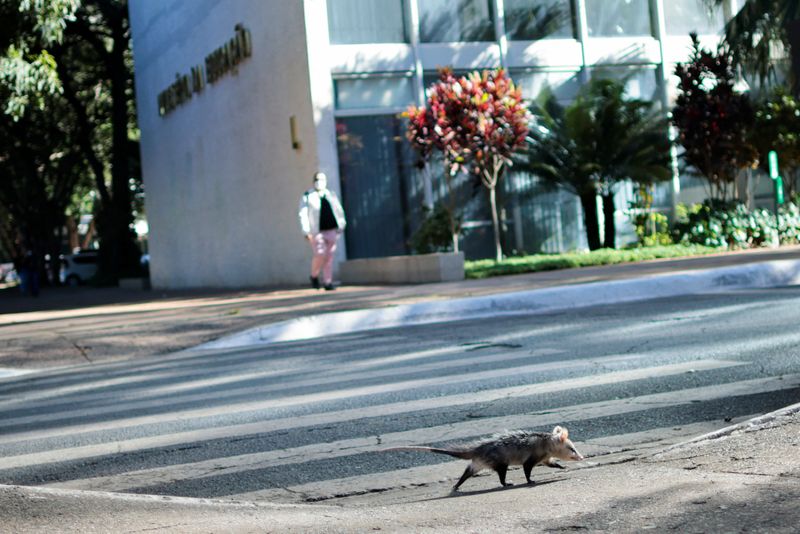 &copy; Reuters. Um saruê passa em frente ao Ministério da Educação em Brasília
22/06/2022
REUTERS/Ueslei Marcelino