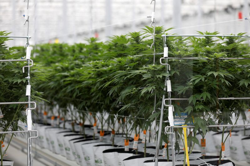 &copy; Reuters. FILE PHOTO: Cannabis plants grow inside the Tilray factory hothouse in Cantanhede, Portugal April 24, 2019.  REUTERS/Rafael Marchante/File Photo