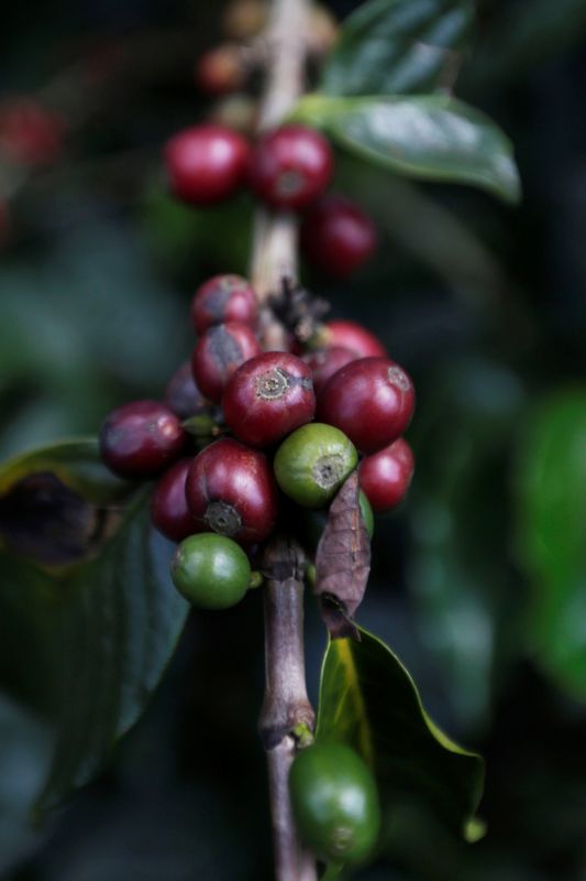 © Reuters. Lavoura de café em Chinchina, Colômbia 
06/10/2022
REUTERS/Luisa Gonzalez