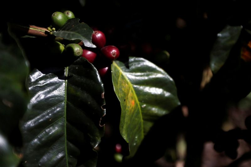 © Reuters. Produção de café em Chinchina, Colômbia
06/10/2022
REUTERS/Luisa Gonzalez