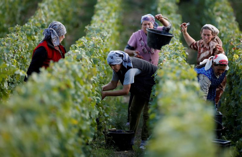 French wine output to rise 18% after early harvest - ministry