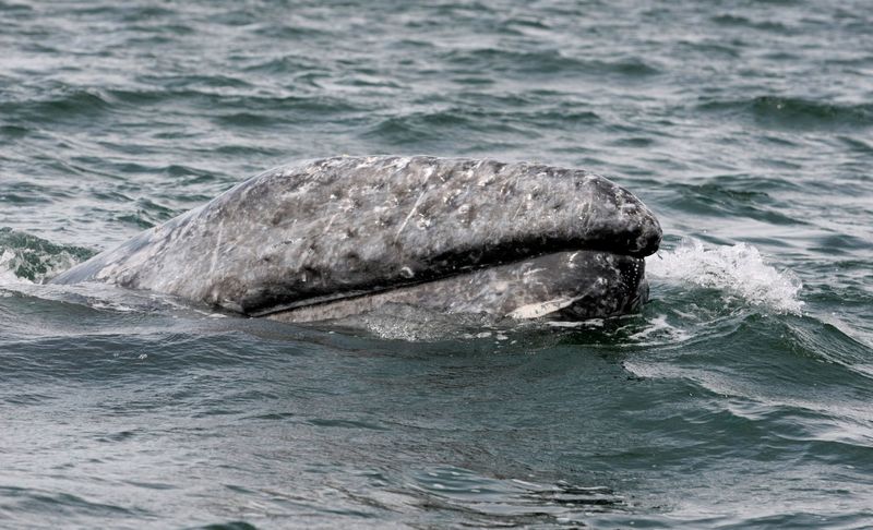 &copy; Reuters. FILE PHOTO: A gray whale surfaces during a whale tour in the Laguna Ojo De Liebre on Mexico's Baja California peninsula March 5, 2009. Gray whales make a yearly migration from the icy North Pacific to the warm waters of Mexico's Baja California peninsula.