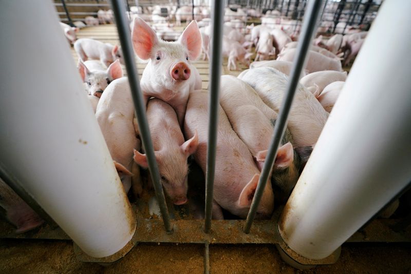 &copy; Reuters. FILE PHOTO: Young pigs feed in a pen during a hog farm tour in Ryan, Iowa, U.S., May 18, 2019. REUTERS/Ben Brewer/File Photo