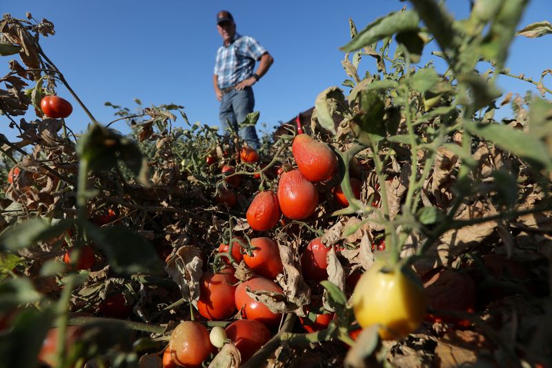 © Reuters. Processing tomatoes dried up by heat and drought hang on vines on a farm belonging to farmer Aaron Barcellos in Los Banos, California, U.S. September 6, 2022. REUTERS/Nathan Frandino