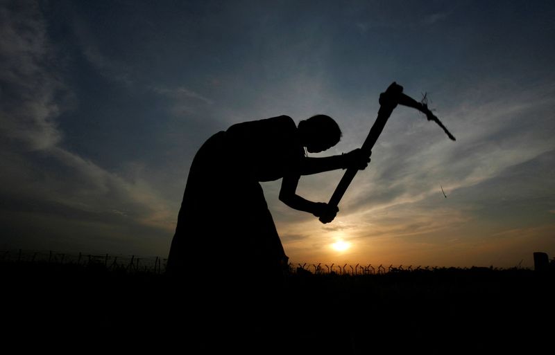 &copy; Reuters. FOTO DE ARQUIVO: Silhueta de um agricultor trabalhando em um arrozal contra o pôr do sol nos arredores de Agartala, capital do estado de Tripura, no nordeste da Índia, em 9 de agosto de 2010. REUTERS/Jayanta Dey/File Photo