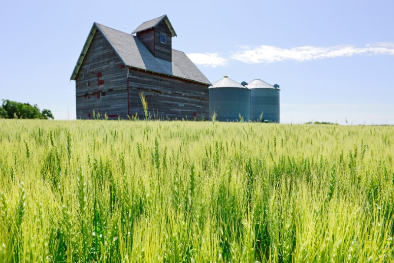 &copy; Reuters. Imagen de archivo de un campo de trigo de primavera creciendo cerca de Niagara, Dakota del Norte, Estados Unidos. 20 de julio, 2019. REUTERS/Dan Koeck/Archivo