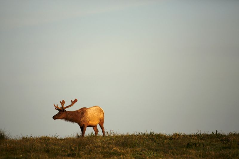 © Reuters. FILE PHOTO: A tule elk stands on a hillside in Point Reyes National Seashore, California April 9, 2015.  Picture taken April 9. REUTERS/Robert Galbraith/File Photo