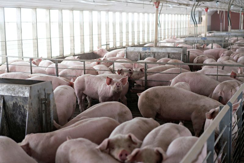 &copy; Reuters. FILE PHOTO: Pigs nearing market weight stand in pens at Duncan Farms in Polo, Illinois, U.S. April 9, 2018. REUTERS/Daniel Acker/File Photo
